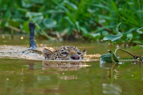 A jaguar swims in a green river, surrounded by plants in the jungle, Jaguar (Panthera onca),