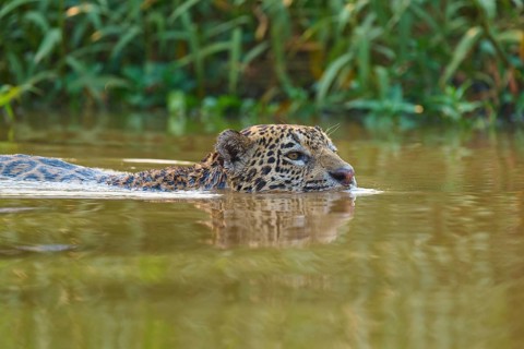 The jaguar swims in the river, its head protruding from the water, surrounded by green vegetation,