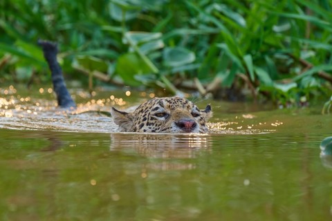 A jaguar swims through the water, surrounded by green vegetation and shimmering light reflections,