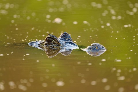 A caiman eye is visible just above the water surface and creates a camouflaged atmosphere,