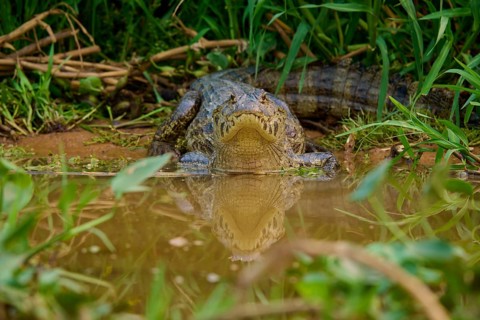 A crocodile with its reflection in the water, embedded in dense vegetation, spectacled caiman