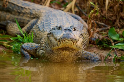 A crocodile lies at the water's edge, showing its scaly skin in a close-up, spectacled caiman