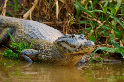 A crocodile in close-up, half waking from the water, surrounded by natural vegetation, spectacled