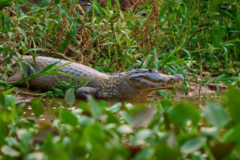 A crocodile rests on the riverbank, well camouflaged among the dense plants, Spectacled Caiman