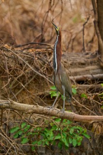 Heron standing on a branch in dense foliage, Marbled Heron (Tigrisoma lineatum), Pantanal, Mato