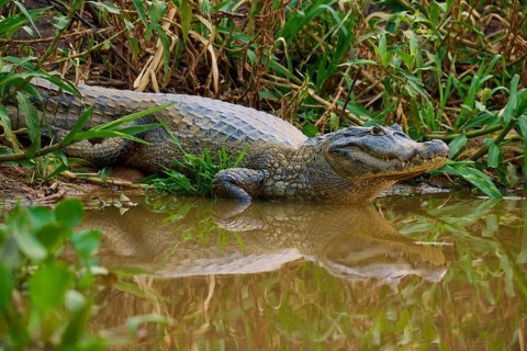 A crocodile lies on the bank of a body of water, surrounded by dense green vegetation, Spectacled