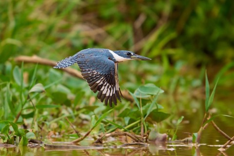 Flying kingfisher (Ceryle torquata) over green, dense riparian area, Pantanal, Mato Grosso, Brazil