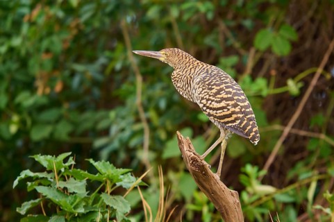 Heron standing on a branch surrounded by leaves, Marbled Heron (Tigrisoma lineatum), Pantanal, Mato