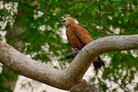 A bird of prey sits with prey on a branch in a green forest, Fish Buzzard (Busarellus nigricollis),