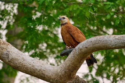 A sitting fish hawk on a branch in front of a green background in a natural environment, Fish Hawk