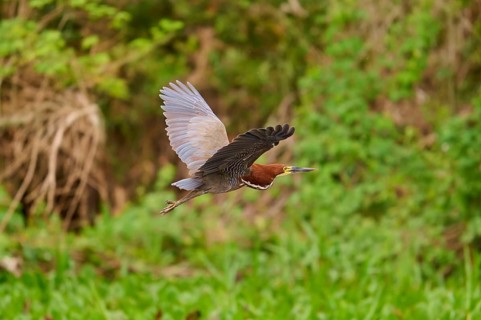 Heron in flight over a green landscape, Marbled Heron (Tigrisoma lineatum), Pantanal, Mato Grosso,