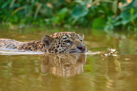 A focussed jaguar swims through the brown river water, surrounded by lush greenery, Jaguar