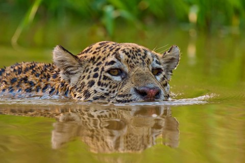 A jaguar lifts its head out of the water as it swims through a natural habitat, Jaguar (Panthera