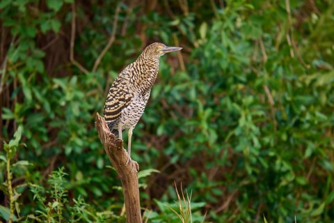 Heron sitting on a branch surrounded by greenery, Marbled Heron (Tigrisoma lineatum), Pantanal,