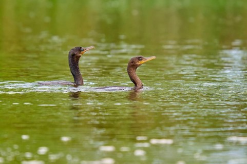 Two cormorants swimming calmly on a green body of water, Olive Cormorant, Cormorant, (Phalacrocorax