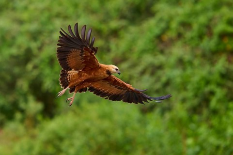 A fish hawk in lateral perspective flying over a green landscape, Fish Hawk (Busarellus