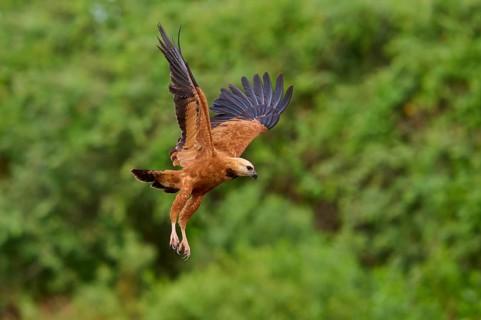 A fish hawk in lateral view flying in a green environment, fish hawk (Busarellus nigricollis),