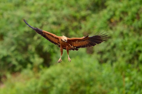 A flying fish hawk against a green background with outstretched wings, Fish Hawk (Busarellus