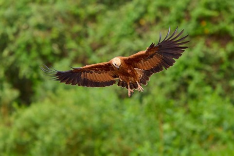 A brown fish hawk in flight with outstretched wings against a green background, Fish Hawk