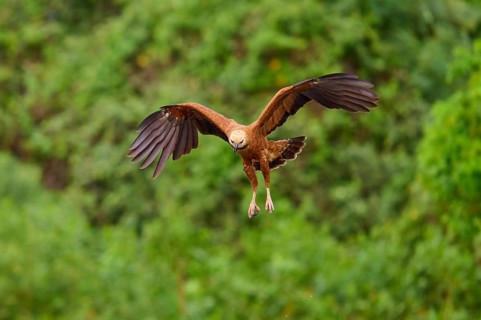 A fish hawk flies with outstretched wings in a green landscape, Fish Hawk (Busarellus nigricollis),