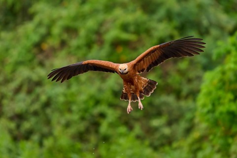 A brown fish hawk flies with outstretched wings against a green background, Fish Hawk (Busarellus