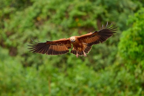 A fish hawk in flight in a green environment with outstretched wings, fish hawk (Busarellus
