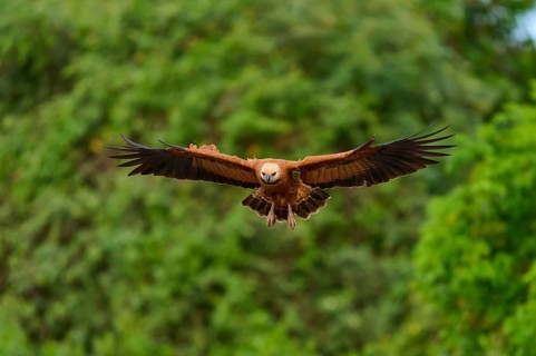 A fish hawk in flight with outstretched wings against a blurred green background, Fish Hawk