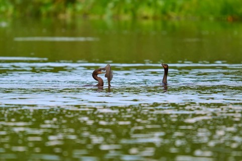 Two birds chasing a fish in the water, surrounded by green landscape, Olive Cormorant, Cormorant,