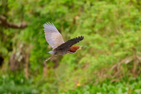 Heron flying through lush green nature, Marbled Heron (Tigrisoma lineatum), Pantanal, Mato Grosso,