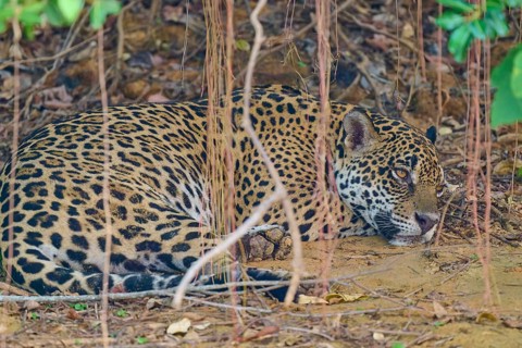 A jaguar resting on the ground, protected by the surrounding plants and natural elements, Jaguar