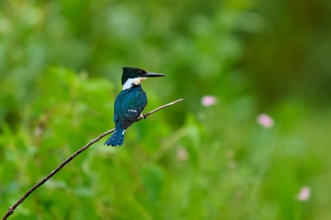 A kingfisher resting on a branch against a green, blurred background, surrounded by natural