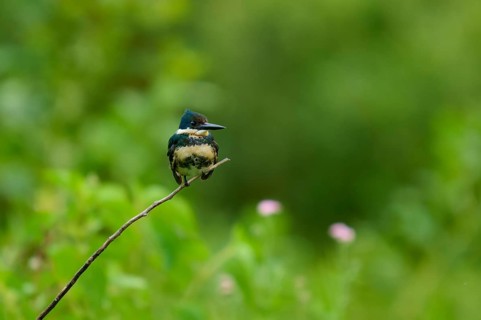 A kingfisher sits quietly on a thin branch in front of a blurred green background, Amazonian