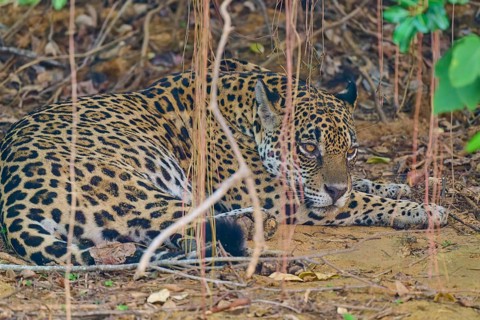 A jaguar lies attentively on the ground, surrounded by dense bushes and natural foliage, Jaguar
