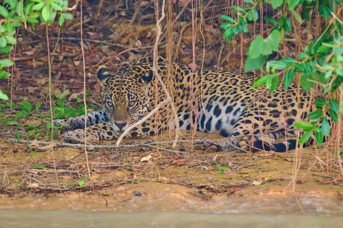 A jaguar lies alert under plants and leaves, perfectly camouflaged by the natural environment,