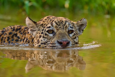 A jaguar swims calmly and attentively through the water in its natural environment, Jaguar