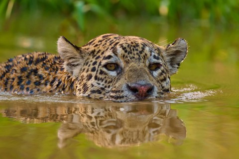 A jaguar swims through the water with an intense gaze, surrounded by natural greenery, Jaguar