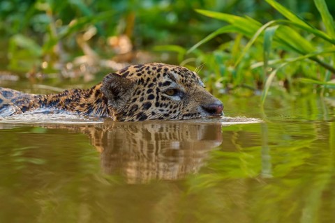 A jaguar swims in calm waters surrounded by dense vegetation and reflecting light, Jaguar (Panthera