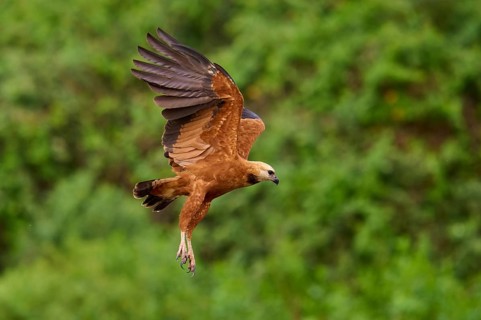A brown fish hawk flies over a green landscape with its wings pointing upwards, Fish Hawk