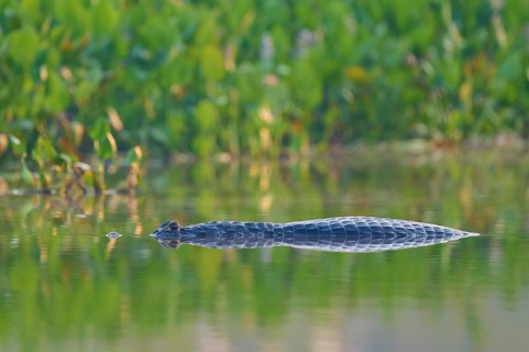 A caiman glides through calm water, with clear reflection and green surroundings, Spectacled caiman
