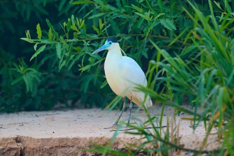 A bird with white feathers and a blue-green beak stands on a sandy ground surrounded by green