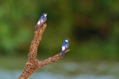 Two birds resting on a branch against a blurred green background in the wild, Cayenne Swallow