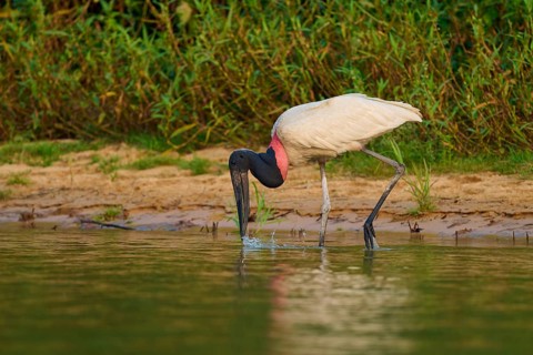 A Jabiru bird drinking water on the bank, surrounded by green thickets and peaceful nature, Jabiru