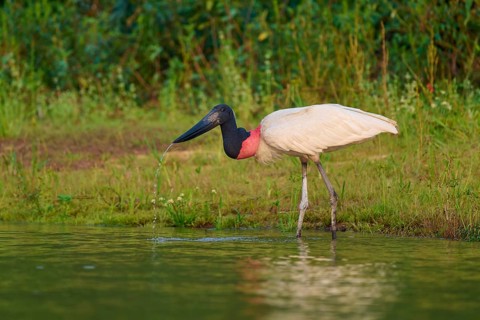 A Jabiru bird stands on the riverbank, surrounded by green vegetation and calm water at dawn,