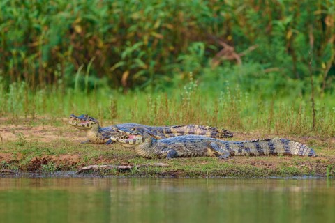 Double presence of caimans on the river bank with green plant environment, spectacled caiman