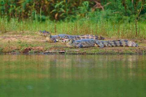 Two caimans lying on the shore, surrounded by green vegetation and calm water, spectacled caiman