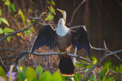 An Anhinga with spread wings sitting on a branch in a wooded area, Anhinga anhinga, Pantanal, Mato