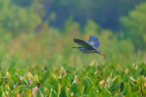 A bird flies over a landscape covered with green leaves, harmonious and peaceful atmosphere,