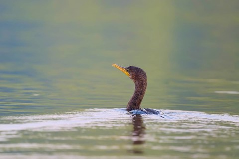 A cormorant glides calmly through the water surrounded by greenery, Olive Cormorant, Cormorant,