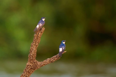 Two birds on a branch in front of a blurred green background in a natural environment, Cayenne