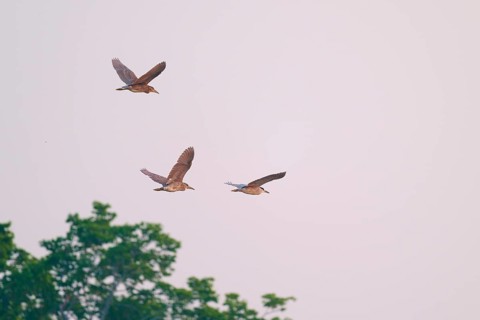 Three birds flying in the sky over green treetops in a peaceful natural environment, Night Heron